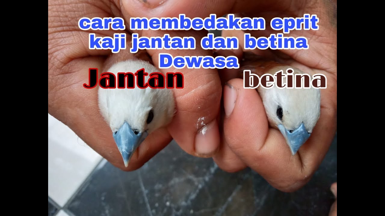 Mengenal Emprit Kaji Jantan Muda: Karakteristik, Habitat, dan Perilaku
