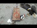 Easy Eagle Trap Using Hand Saw - Boy Make Quick Eagle Trap With Rabbit Baby