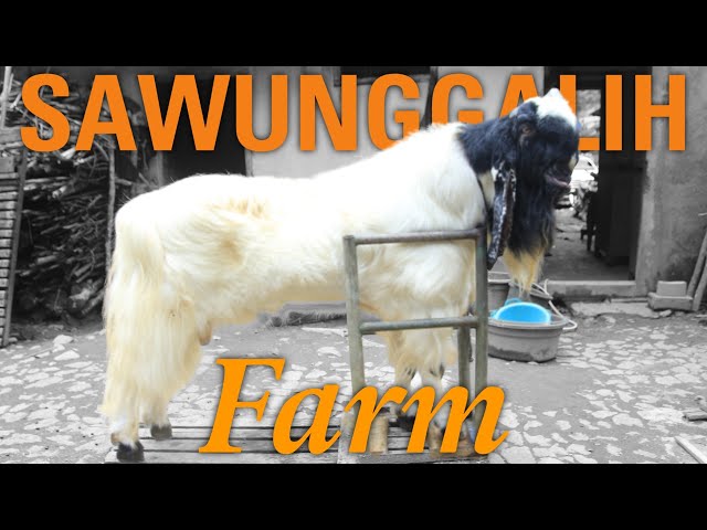 SAWUNGGALIH FARM WONOSOBO || KIAT - KIAT BETERNAK KAMBING SENI DARI SANG LEGEND class=