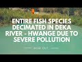 Entire Fish Species Decimated In Deka River - Hwange Due To Severe Pollution | Mini Documentary