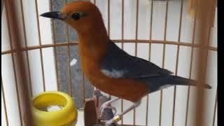 pancingan anis merah plong santai pagi hari