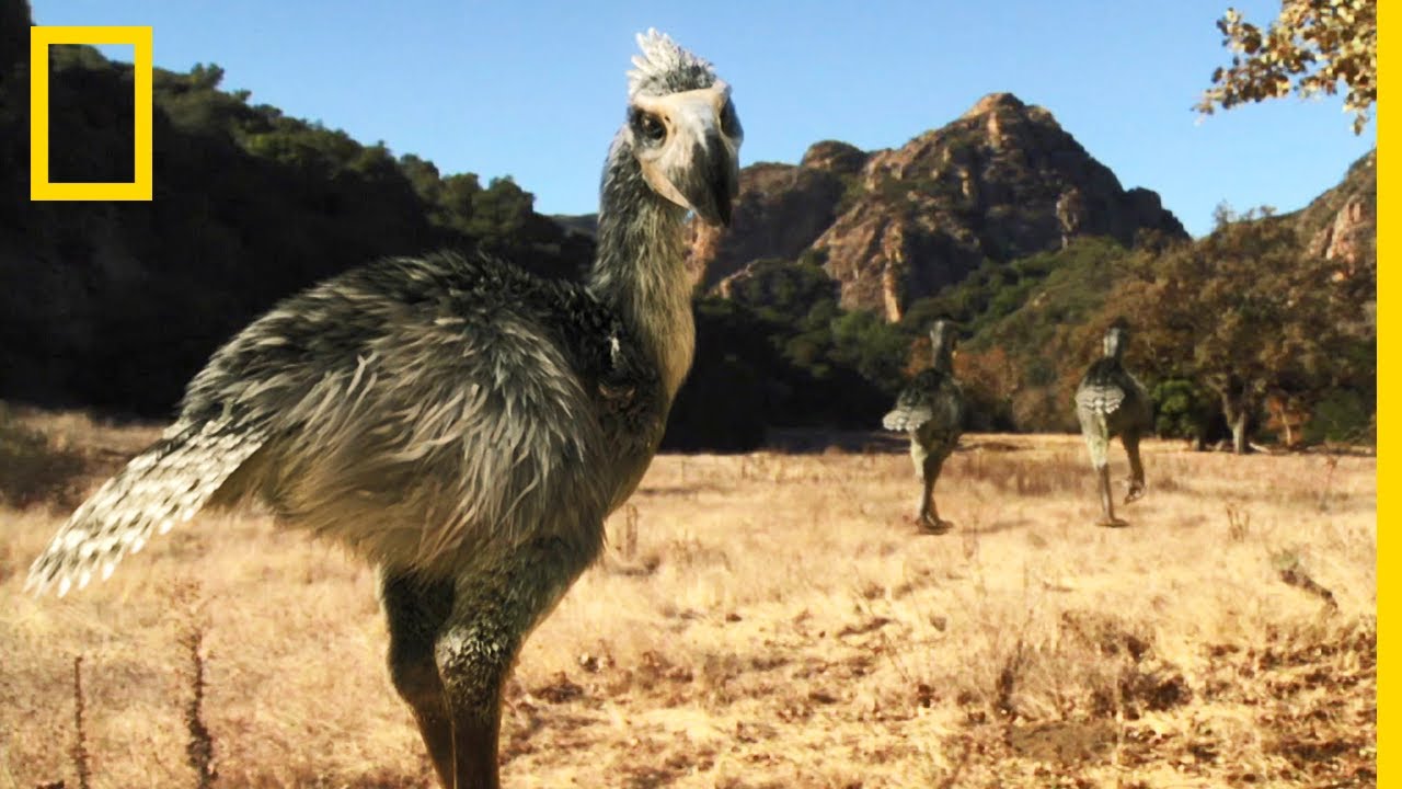 Pourquoi Les Oiseaux De Terreur Se Sont Ils Eteints Youtube Pourquoi Les Oiseaux De Terreur Se Sont Ils Eteints Youtube