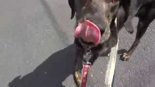 GUNDOG RESCUE CACI プロットMIX(?) メグ・ライアン メグライアン 検索動画35 GUNDOG RESCUE CACI プロットMIX(?) メグ・ライアン メグライアン 検索動画 35