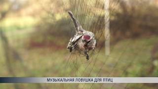 Музыкальная ловушка для птиц Музыкальная ловушка для птиц