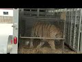 Pot smokers find caged tiger in abandoned house