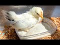 ひよこが究極のくつろぎをはじめました【砂浴び】