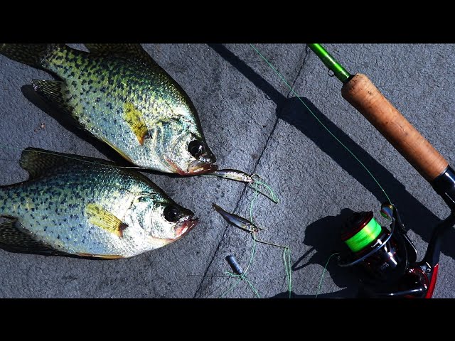 Double Minnow Rig for Fall Crappie (30 day challenge ep.8