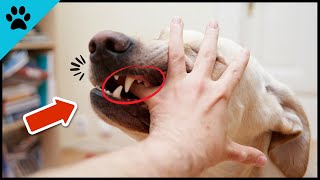 THAT'S Why Dogs Bite MORE Often In The SUMMER! (According To Study) by Dogtube 63 views 9 months ago 1 minute, 57 seconds
