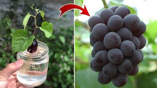 SUPER SPECIAL TECHNIQUE for propagating grapes with honey, super fast growth | Relax Garden by Relax Garden 37,214 views 2 weeks ago 14 minutes, 24 seconds