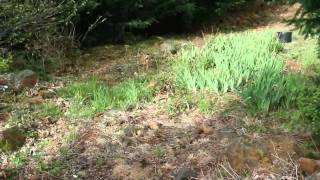 Fawn Rescue.avi