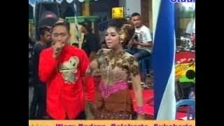 gala gala sang areva