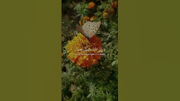 تلاوة خاشعة | سورة الغاشية 17-20 | تريح القلب ❤️