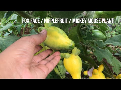 Fox Face - Nipplefruit - Mickey Mouse Plant | GURYO