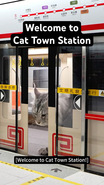Welcome to the Subway Station for Cats!