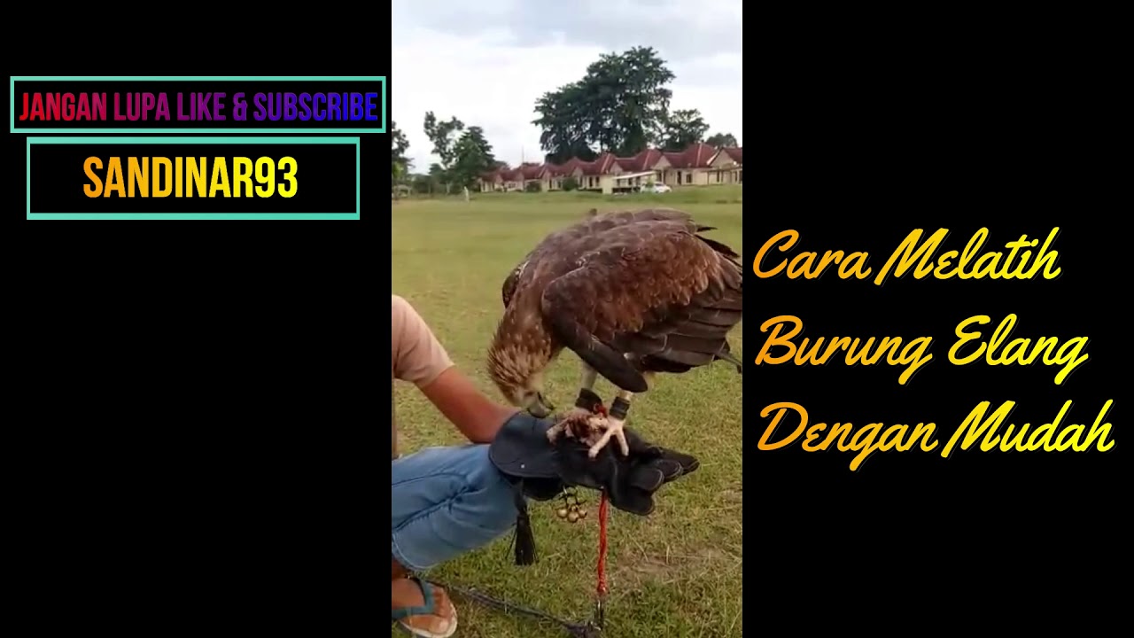 Cara Melatih Burung Elang Dengan Mudah Part 2 Youtube