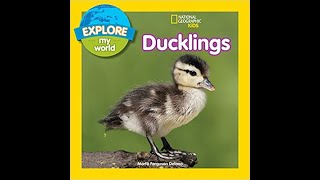 Read with Chimey: National Geographic Kids- Ducklings read aloud!