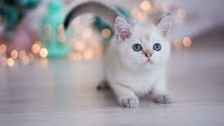 7 Reasons You Should NOT Get a Munchkin Cat