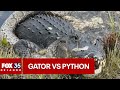 Alligator vs python fight caught on camera in the florida everglades
