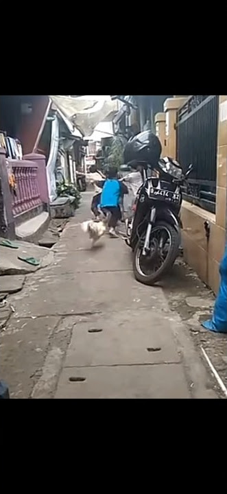 bocah di kejar ayam galak #hiburan