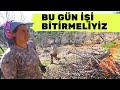 TEMİZLİK BUDAMA DİKİM HEPSİ BU GÜN BİTMELİ (İncir Bahçesinde Bir Günümüz)