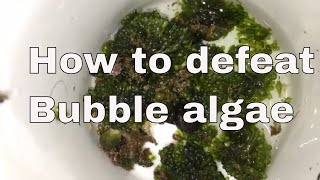 Dead coral and bubble algae (Tank update 6)