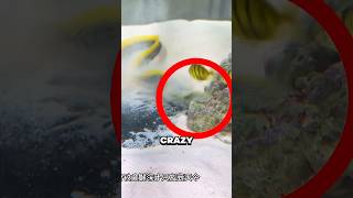 His Pet Eel Did Something Unbelievable
