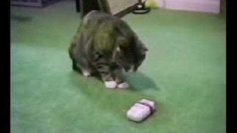 Funny Animals from www metacafe com