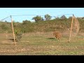 BIRD TRAPPING with a Folding NET 🥅 (HD)