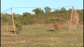 BIRD TRAPPING with a Folding NET  (HD)