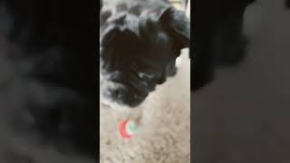 Daily Loop!!!!