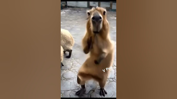 Capybara Nhảy Bất Chấp - HaHaHi #vpod #Short #capybara