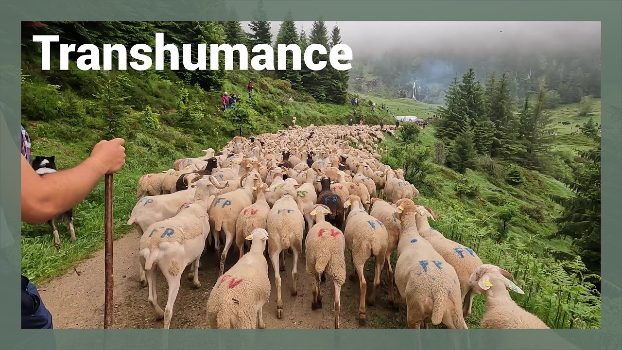 Transhumance Bethmale - cirque de Campuls, 8 juin 2025 / Pyrénées, Ariège