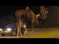 Dont moose around clip of moose walking down road in alaska gets 15mln hits on facebook