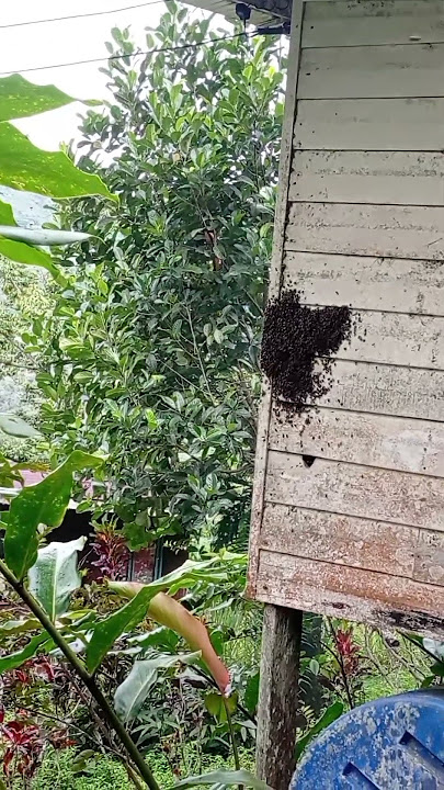 madu pemosuon. #sabahanyoutubers