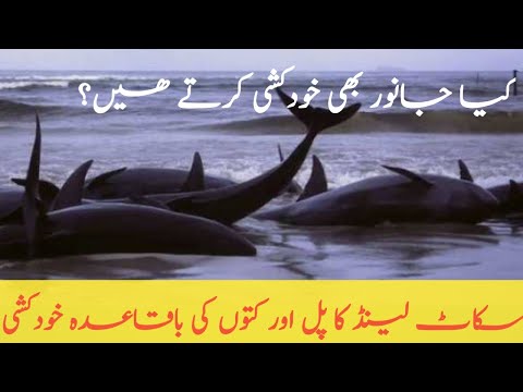 Does Animal suicide ? | Kia janwar bhi khudkushi kerte han?| Animal&rsquo;s Valley| Urdu/Hindi/English sub