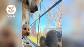 Living Their Best Lives: Hilarious Dog Moments 😁 Funniest Animal Videos