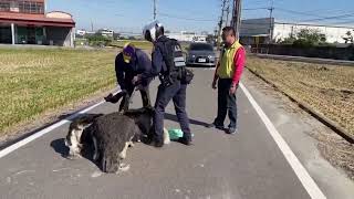 台中烏日鴕鳥脫逃逛大街 警方圈圍飼主吃交通罰單