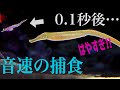 ドラゴンのような生物が次々と獲物を捕食するスピードがヤバイ！