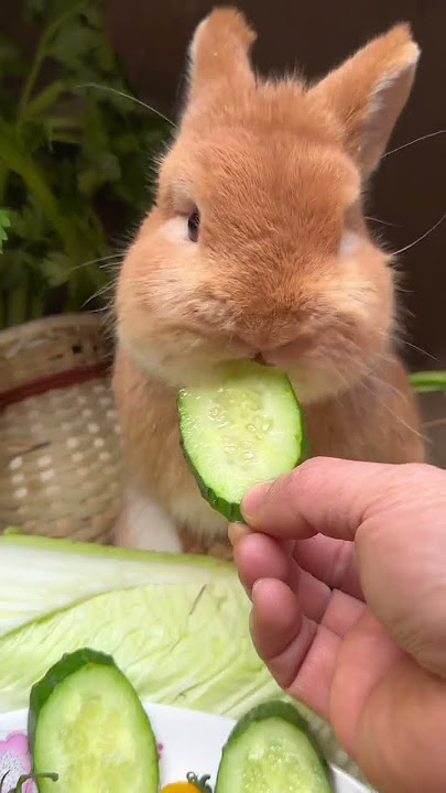 Little rabbit eating cucumber Crunchy Cute pet debut plan Rabbit Rural cute pet Cute pet