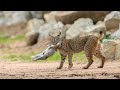 Iberian lynx attacks and kills rabbit  spain