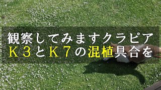 クラピアＫ３とＫ７の混植具合を観察しました