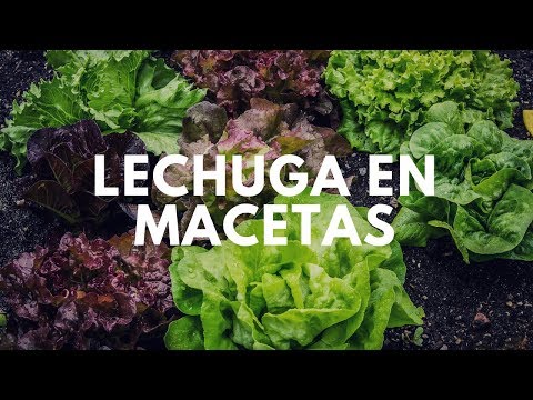 Video: Lechuga Loma Batavian: Aprenda a cultivar lechuga Loma en el jardín