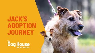 Jack, The Cute Little Man With Soulful Eyes Adoption Journey | The Dog House Australia | Channel 10