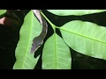 Rare Snake-Like Caterpillar Sighting in Costa Rica&#39;s Rainforest!