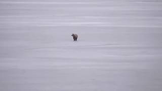 Μικρό αρκουδάκι έκανε βόλτες πάνω στην παγωμένη λίμνη της Καστοριάς