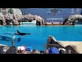 SeaWorld Orca show part 1