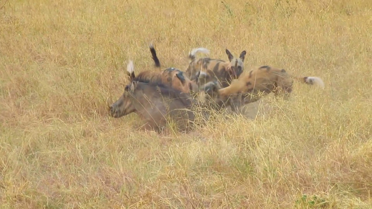 African Wild Dog eat warthog alive - YouTube