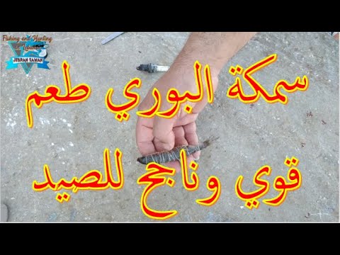 سمكة البوري الصغيرة طعم قوي للأسماك الكبيرة مثل اللقز البراق القاروص والدرعي طريقة ربط قوية ومحمية