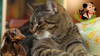 Чем болеют таксы? Чем болеют таксы?