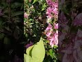 Hermosas trinitarias(buganvillas) moradas #short #trinitarias #buganvilla #flores #jardín #naturales